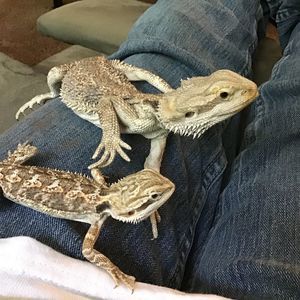 Meet your Posher, Cody